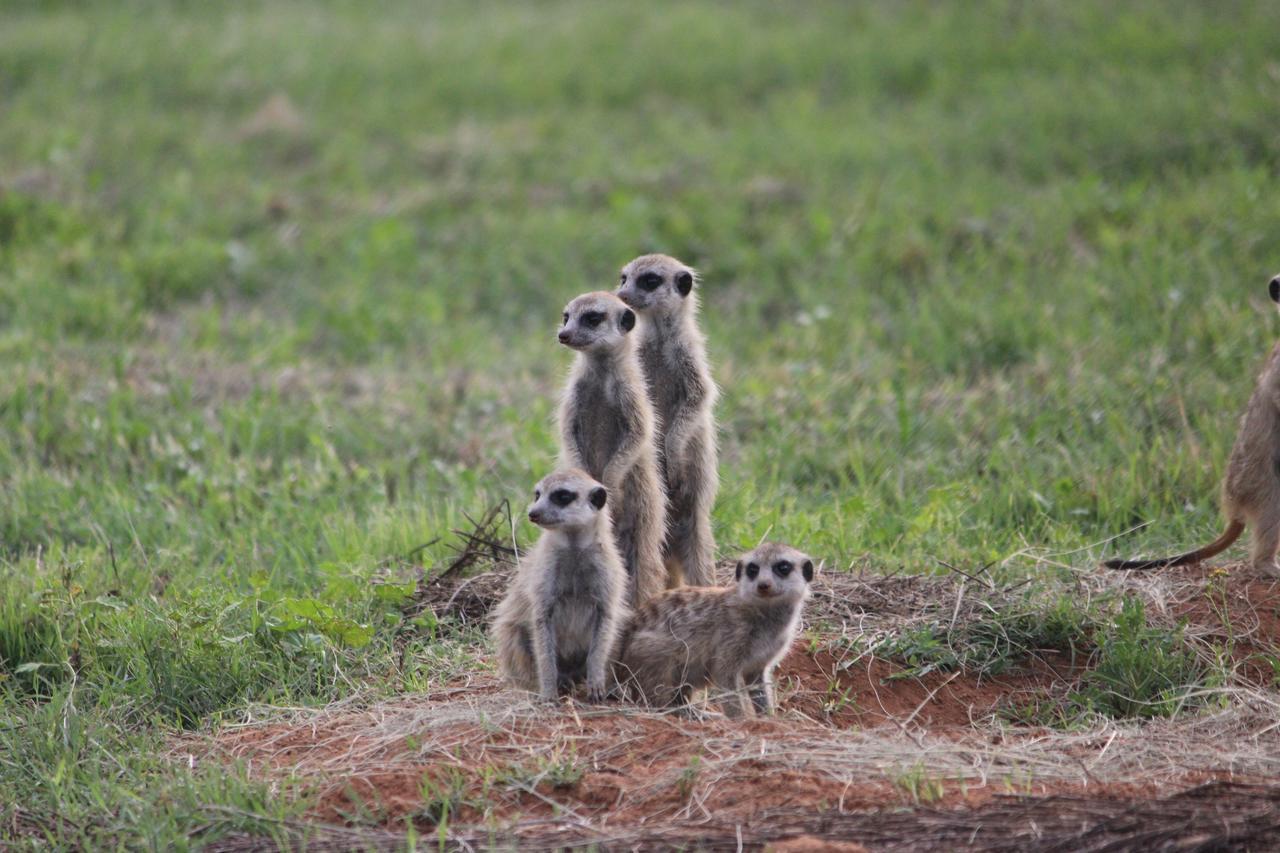 Amohela Ho Spitskop Country Retreat & Conservancy Ficksburg