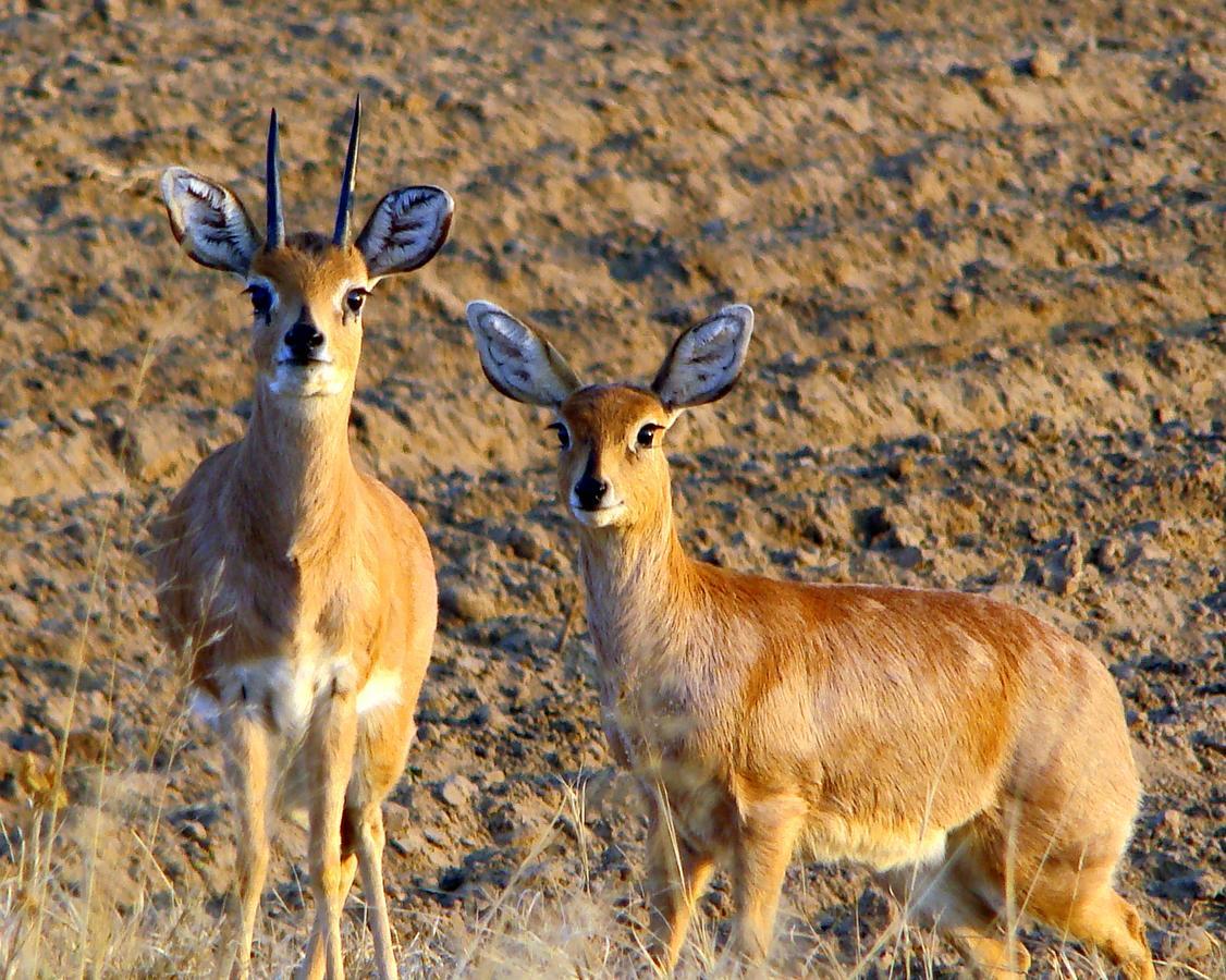 Amohela Ho Spitskop Country Retreat & Conservancy Ficksburg